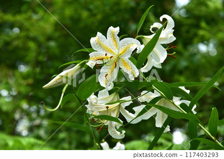 山百合花在樹林裡盛開 山百合花在樹林裡盛開 117403293
