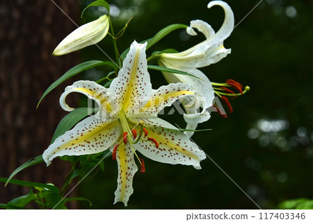 Yamamura flower blooming in the forest 117403346