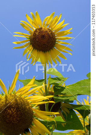 A healthy sunflower 117403353