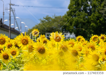 說到夏天的花朵,黃色的向日葵 說到夏天的花朵,黃色的向日葵 117403359