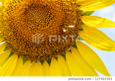 Big sunflower close-up 117403363