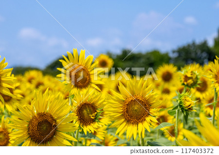 A sunflower field that shines in the blue sky 117403372