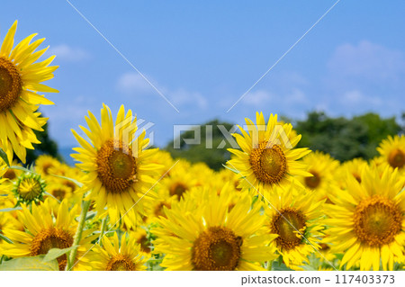 Sunflower shining in the blue sky 117403373