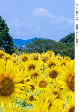 Sunflower shining in the blue sky 117403381