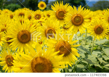 Sunflower field in full bloom 117403398