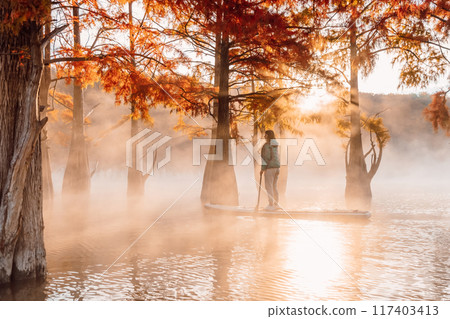 Woman float on stand up paddle board at river with morning fog and autumnal Taxodium distichum trees Woman float on stand up paddle board at river with morning fog and autumnal Taxodium distichum trees 117403413
