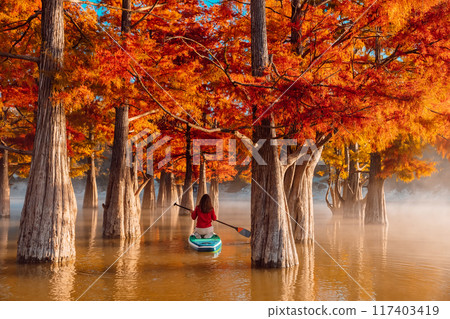 Woman on SUP board exploring at lake with Taxodium trees in autumnal season 117403419