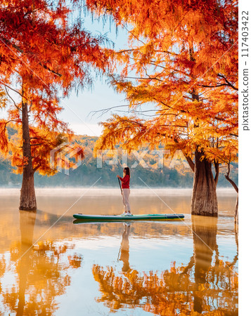 Stand up paddle board at the lake with Taxodium trees in autumnal season with warm colors 117403422