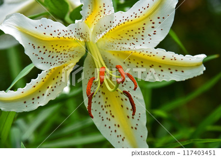 開花在森林裡的Yamamura花 開花在森林裡的Yamamura花 117403451