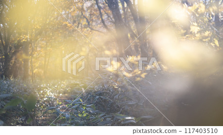 Autumn-colored walking path (Oku-Daisen) 117403510