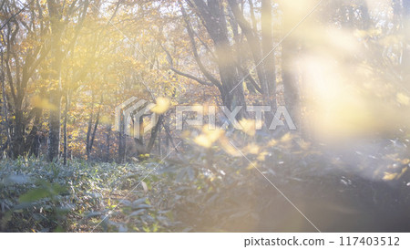 秋色散步道(奧大山) 秋色散步道(奧大山) 117403512