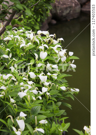 White-colored Hangeshibe White-colored Hangeshibe 117403583