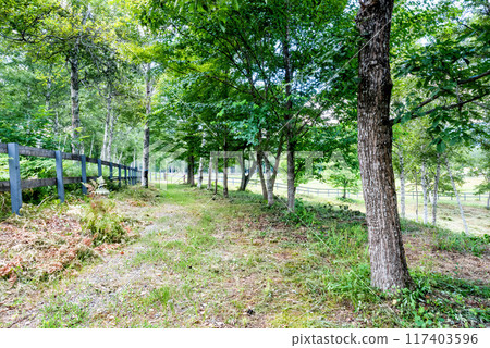 Promenade surrounded by fresh greenery 117403596