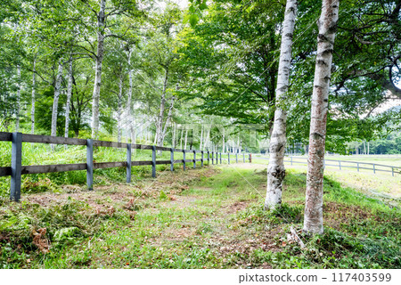 山巒疊翠，綠意盎然 117403599