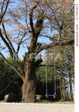 懸掛在櫻花樹枝上的鞦韆 117403653