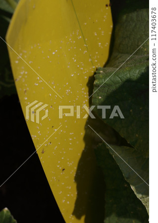 黃瓜田防蟲黏膠紙 117403678