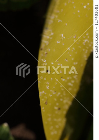 黃瓜田防蟲黏膠紙 117403681