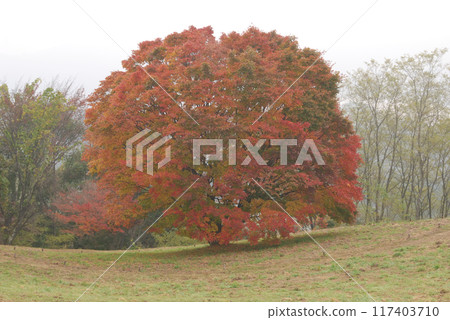 巨大的楓樹彩葉/秋葉一棵巨大的楓樹在晨霧中開始變色 巨大的楓樹彩葉/秋葉一棵巨大的楓樹在晨霧中開始變色 117403710
