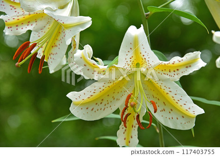 開花在森林裡的Yamamura花 開花在森林裡的Yamamura花 117403755