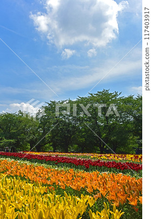 Lilies blooming in midsummer 117403917