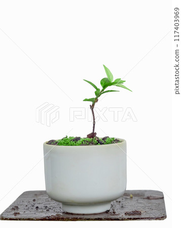 Small Wrightia religiosa Benth, in a ceramic pot on a white background. Small Wrightia religiosa Benth, in a ceramic pot on a white background. 117403969