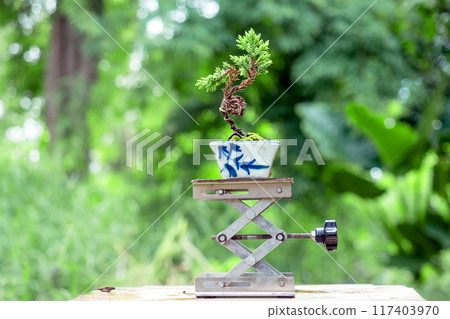 Small common juniper into a free-form bonsai in nature background Small common juniper into a free-form bonsai in nature background 117403970