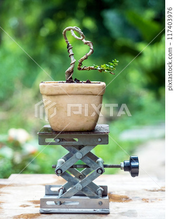 A small Premna tree is shaped into a free-form bonsai in nature background 117403976