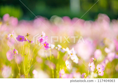 [Autumn material] Cosmos bathing in the morning sun [Nagano Prefecture] 117404063