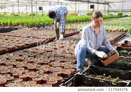 Woman growing potted strawberry bushes in greenhouse 117404376