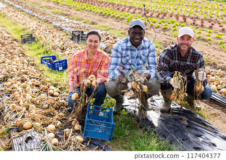 Portrait of three happy farmers with a crop of onions in farmers field 117404377