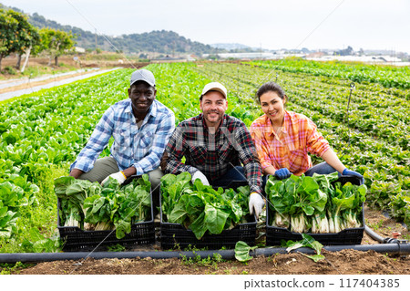 Three farmers are happy with harvested chard crop Three farmers are happy with harvested chard crop 117404385