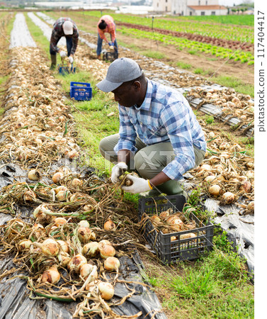 Multiethnic team of farm workers picking onion Multiethnic team of farm workers picking onion 117404417