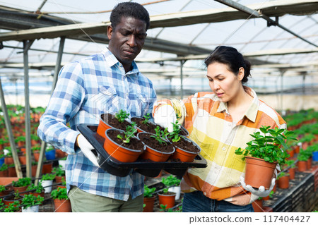 African american farmer is inspecting peppermint pots with an asian female colleague 117404427