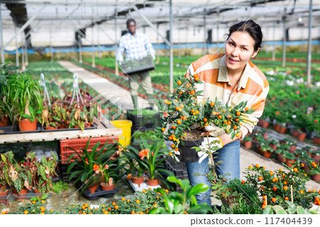 Asian female florist checking potted solanum in greenhouse 117404439