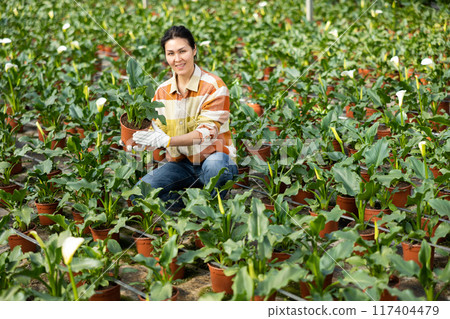 Female gardener taking care of plants in greenhouse Female gardener taking care of plants in greenhouse 117404479