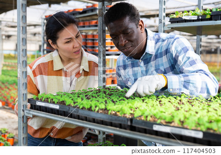 African american farmer, inspecting seedlings in cassettes on a rack with an asian female colleague African american farmer, inspecting seedlings in cassettes on a rack with an asian female colleague 117404503