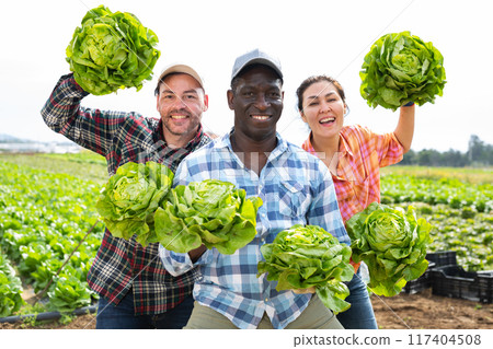 Three cheerful farmers are fooling around with lettuce in farmers field 117404508