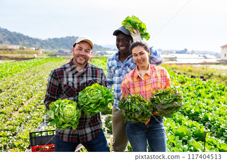 Three positive multiethnic gardeners with lettuce crop Three positive multiethnic gardeners with lettuce crop 117404513