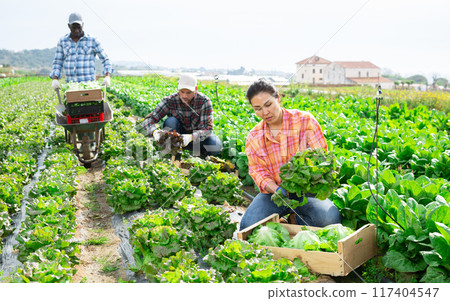 Woman horticulturist harvesting green lettuce in vegetable field Woman horticulturist harvesting green lettuce in vegetable field 117404547