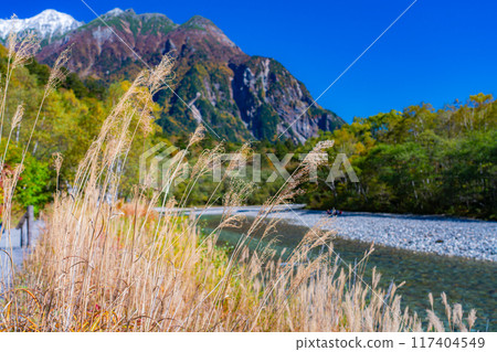 [Autumn material] Autumn pampas grass along the Azusa River in Kamikochi [Nagano Prefecture] 117404549