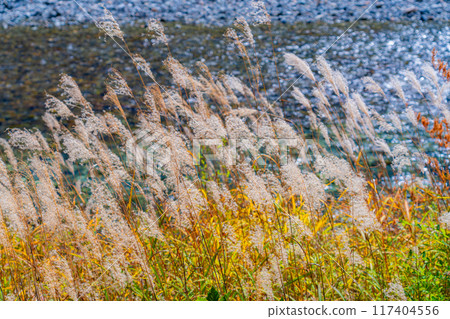 [Autumn material] Autumn pampas grass along the Azusa River in Kamikochi [Nagano Prefecture] 117404556