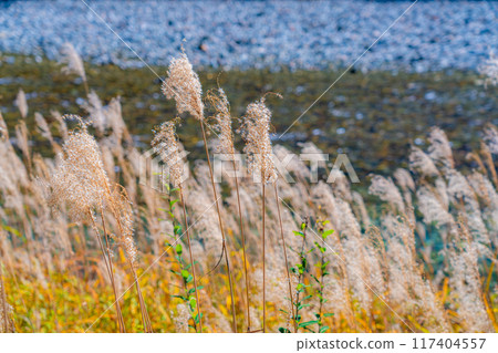 [Autumn material] Autumn pampas grass along the Azusa River in Kamikochi [Nagano Prefecture] 117404557