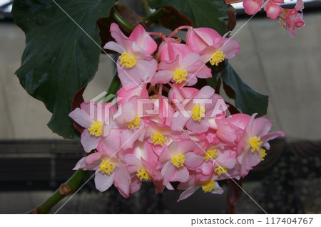 Bekonia Bekonia 117404767