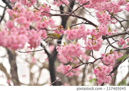 Kawazu cherry tree and mezzo Kawazu cherry tree and mezzo 117405045