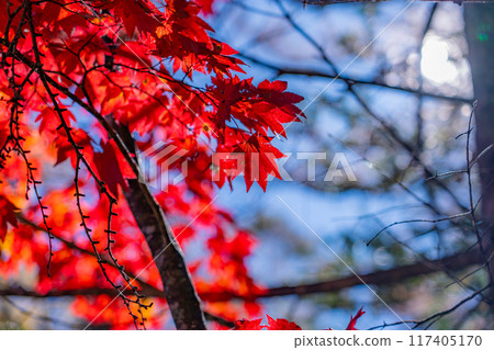 [Autumn material] Kinshu Kamikochi / trekking scenery [Nagano Prefecture] 117405170