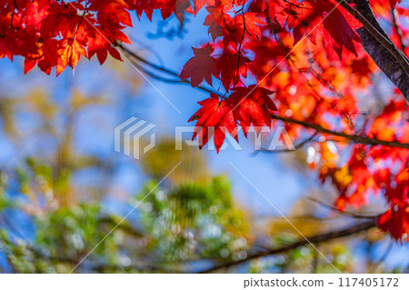 [Autumn material] Kinshu Kamikochi / trekking scenery [Nagano Prefecture] 117405172