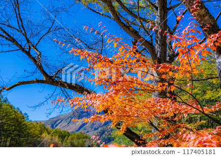 [秋季材料]錦州上高地/徒步風景[長野縣] 117405181