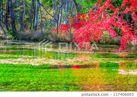 [Autumn material] Autumn Kamikochi, Tashiro Wetland and Tashiro Pond [Nagano Prefecture] 117406003