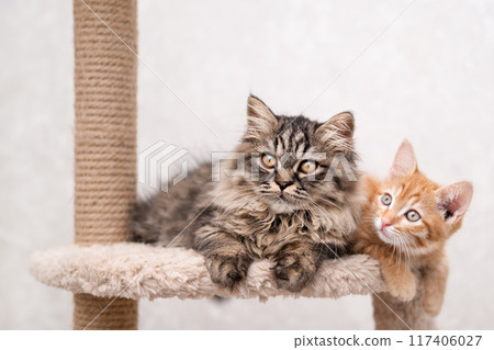 Two cute kittens lying on a light background Two cute kittens lying on a light background 117406027
