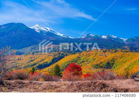 [Autumn material] Norikura Kogen, Mt. Norikura covered with snow and large maple [Nagano Prefecture] 117406080